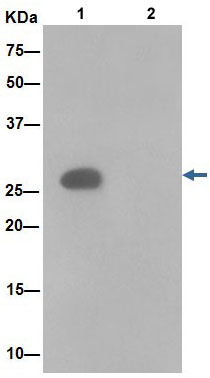 Immunoprecipitation - Anti-ANP32C/PP32R1 antibody [EPR13354-70R] - BSA and Azide free (AB251006)