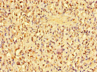 Immunohistochemistry (Formalin/PFA-fixed paraffin-embedded sections) - Anti-ANP32D antibody (AB229965)