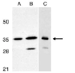 Western blot - Anti-ANP32E antibody (AB5993)