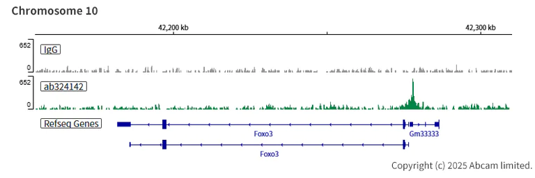 ChIC/CUT&RUN sequencing - Anti-ANP32E antibody [EPR29188-30] (AB324142)