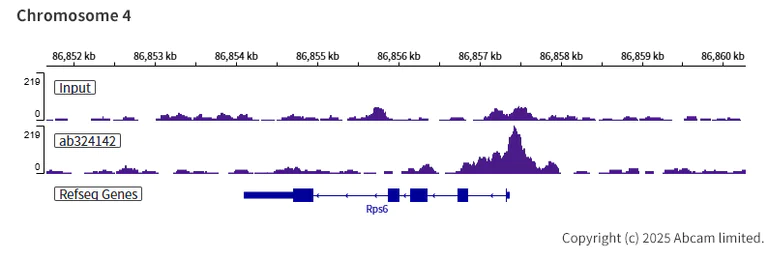ChIP-sequencing - Anti-ANP32E antibody [EPR29188-30] (AB324142)