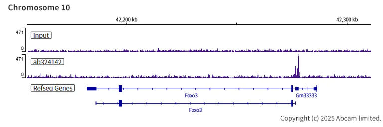 ChIP-sequencing - Anti-ANP32E antibody [EPR29188-30] (AB324142)