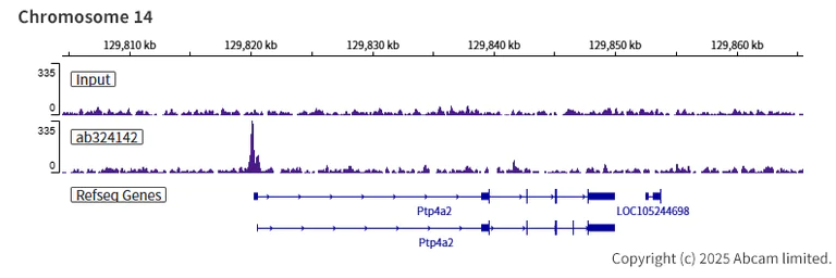ChIP-sequencing - Anti-ANP32E antibody [EPR29188-30] (AB324142)