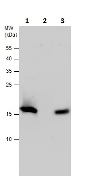 Immunoprecipitation - Anti-Anterior Gradient 2 antibody (AB227584)