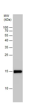 Western blot - Anti-Anterior Gradient 2 antibody (AB227584)