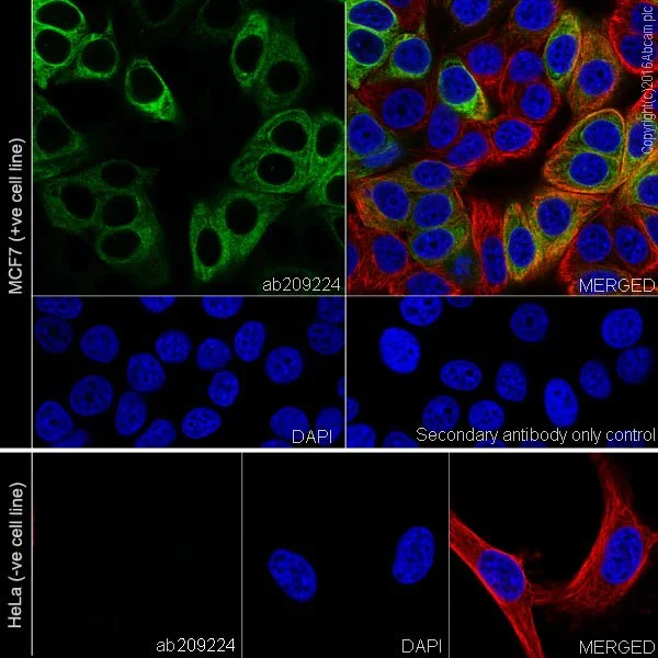 Immunocytochemistry/ Immunofluorescence - Anti-Anterior Gradient 2 antibody [EPR20164-278] - BSA and Azide free (AB251500)