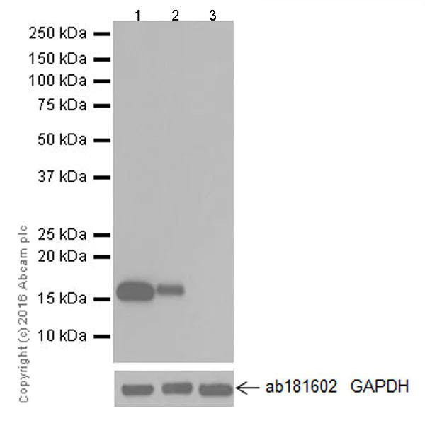 Western blot - Anti-Anterior Gradient 2 antibody [EPR20164-278] - BSA and Azide free (AB251500)