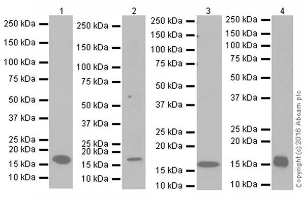 Western blot - Anti-Anterior Gradient 2 antibody [EPR20164-278] - BSA and Azide free (AB251500)