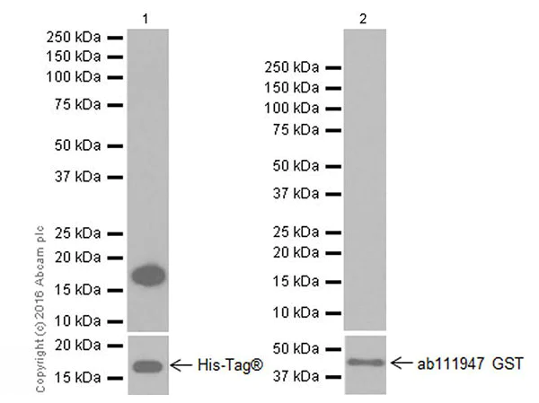 Western blot - Anti-Anterior Gradient 2 antibody [EPR20164-278] - BSA and Azide free (AB251500)