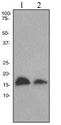 Western blot - Anti-Anterior Gradient 2 antibody [EPR3278] (AB76473)