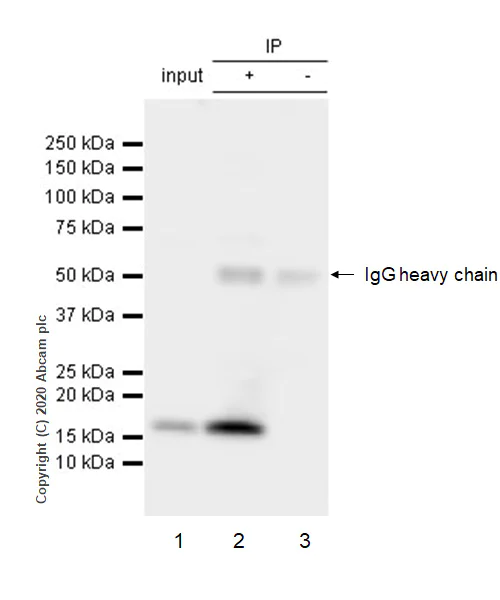 Immunoprecipitation - Anti-Anterior Gradient 2 antibody [EPR3278] - BSA and Azide free (AB181829)