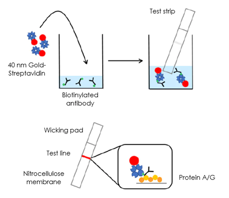 Schematic Diagram - Antibody Biotinylation Check Kit (AB270030)