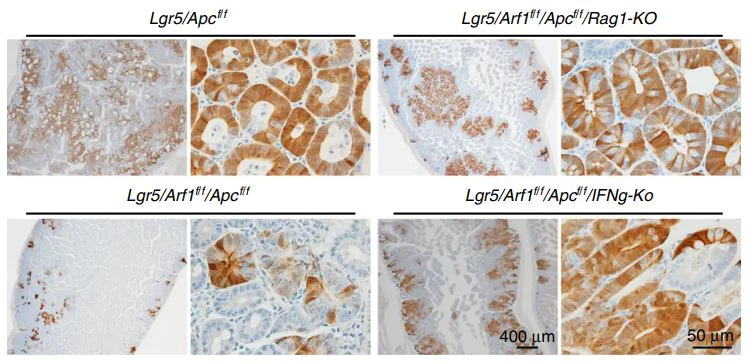Immunohistochemistry (Formalin/PFA-fixed paraffin-embedded sections) - Antigen Retrieval Buffer (100X EDTA Buffer, pH 8.0) (AB93680)