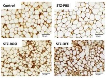 Immunohistochemistry (Formalin/PFA-fixed paraffin-embedded sections) - Antigen Retrieval Buffer (100X EDTA Buffer, pH 8.0) (AB93680)