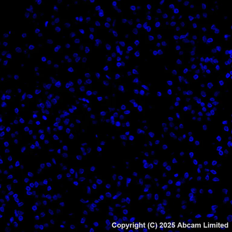 Immunohistochemistry (Formalin/PFA-fixed paraffin-embedded sections) - Antigen Retrieval Buffer (100X Tris-EDTA Buffer, pH 9.0) (AB93684)