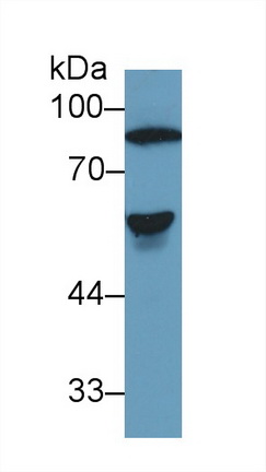 Western blot - Anti-Antithrombin III/ATIII antibody (ab230981), expandable thumbnail