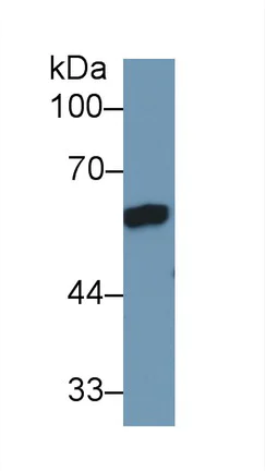 Western blot - Anti-Antithrombin III/ATIII antibody (AB230981)