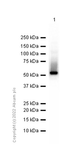 Western blot - Anti-Antithrombin III/ATIII antibody [EP5372] (AB126598)
