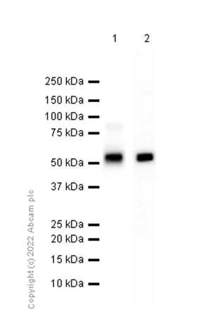 Western blot - Anti-Antithrombin III/ATIII antibody [EP5372] - BSA and Azide free (AB226103)