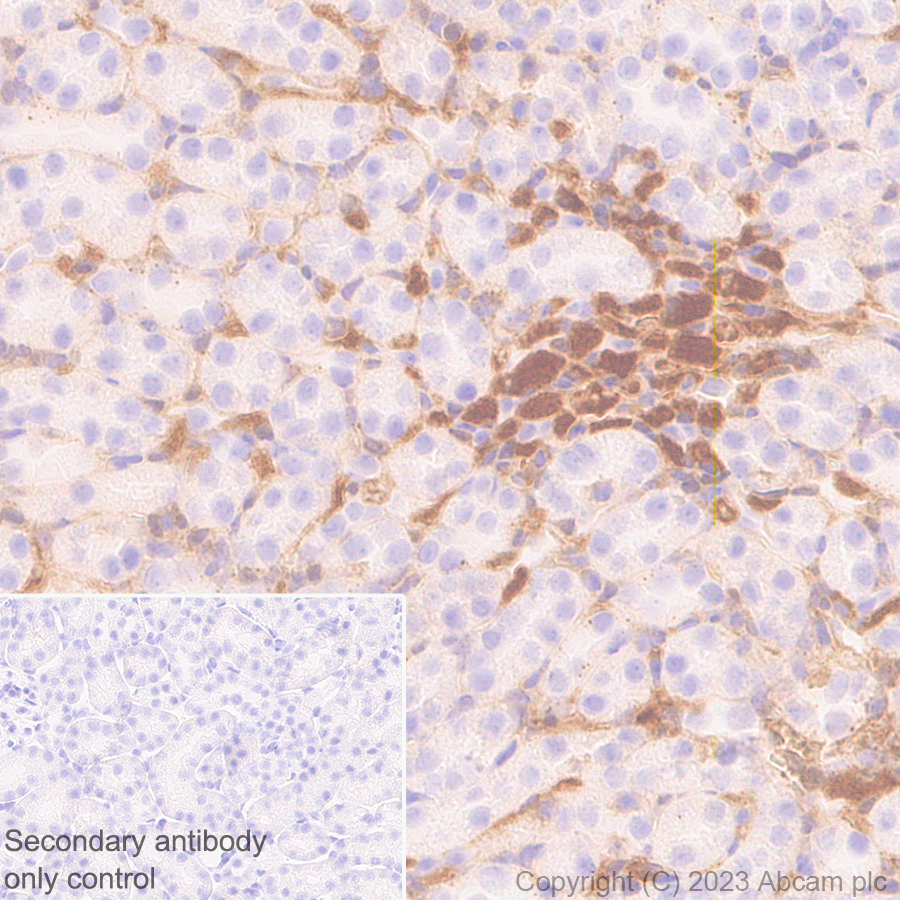 Immunohistochemistry (Formalin/PFA-fixed paraffin-embedded sections) - Anti-Antithrombin III/ATIII antibody [EPR28171-25] (ab314549), expandable thumbnail