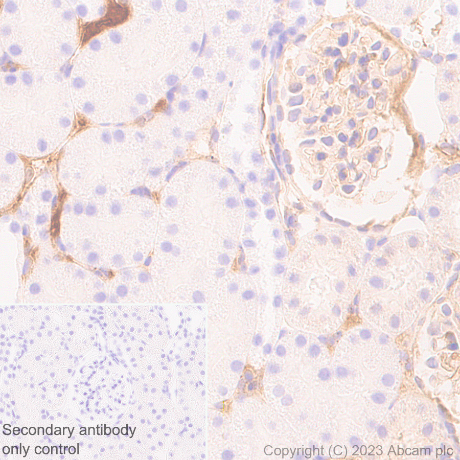 Immunohistochemistry (Formalin/PFA-fixed paraffin-embedded sections) - Anti-Antithrombin III/ATIII antibody [EPR28171-25] (AB314549), expandable thumbnail
