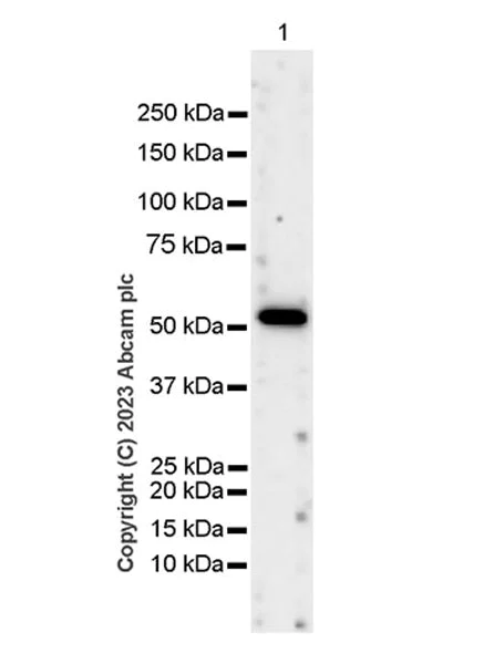 Western blot - Anti-Antithrombin III/ATIII antibody [EPR28171-25] (AB314549)