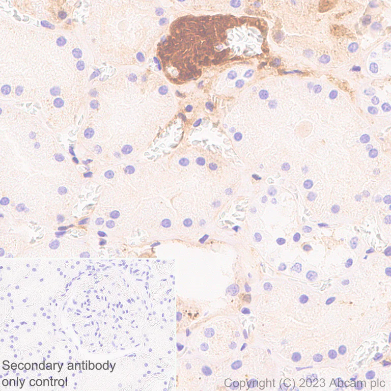 Immunohistochemistry (Formalin/PFA-fixed paraffin-embedded sections) - Anti-Antithrombin III/ATIII antibody [EPR28171-25] - BSA and Azide free (AB314550)