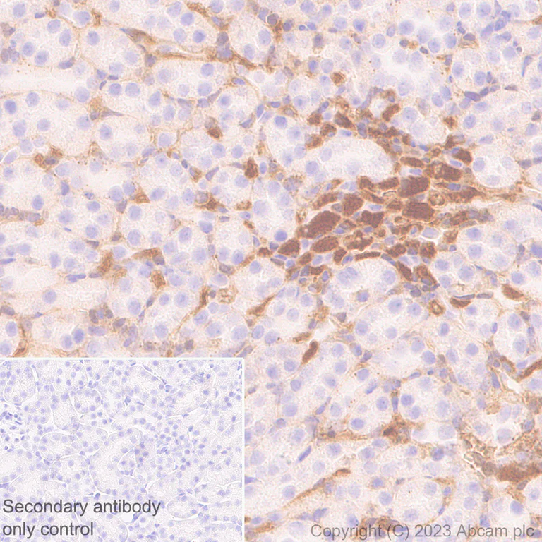Immunohistochemistry (Formalin/PFA-fixed paraffin-embedded sections) - Anti-Antithrombin III/ATIII antibody [EPR28171-25] - BSA and Azide free (AB314550)