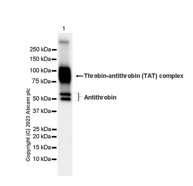 Western blot - Anti-Antithrombin III/ATIII antibody [EPR28171-25] - BSA and Azide free (AB314550)