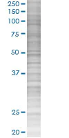 SDS-PAGE - Antithrombin III overexpression 293T lysate (whole cell) (AB94043)