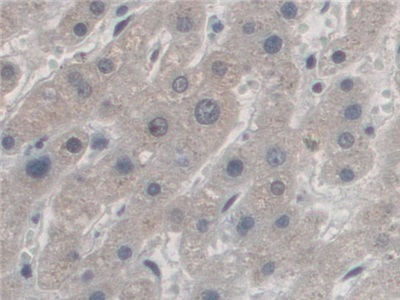 Immunohistochemistry (Formalin/PFA-fixed paraffin-embedded sections) - Anti-Antizyme inhibitor 1 antibody (AB231342)
