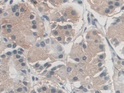 Immunohistochemistry (Formalin/PFA-fixed paraffin-embedded sections) - Anti-Antizyme inhibitor 1 antibody (AB231342)