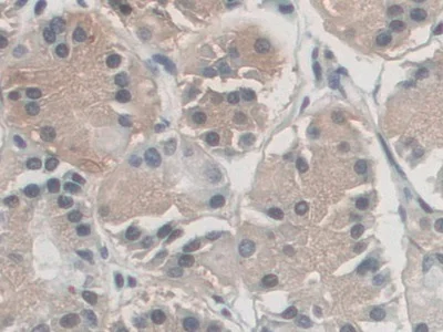 Immunohistochemistry (Formalin/PFA-fixed paraffin-embedded sections) - Anti-Antizyme inhibitor 1 antibody (AB231342)