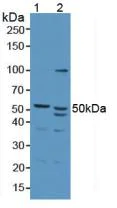 Western blot - Anti-Antizyme inhibitor 1 antibody (AB231342)