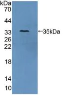Western blot - Anti-Antizyme inhibitor 1 antibody (AB231342)