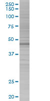ANXA7 overexpression 293T lysate (whole cell)