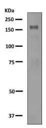 Western blot - Anti-AP-A antibody [EPR9410] - BSA and Azide free (AB248862)