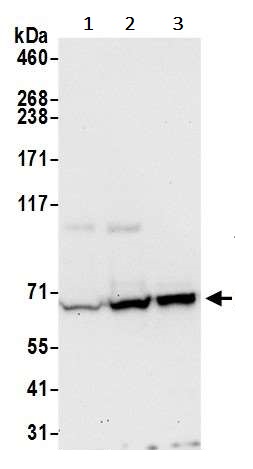 Western blot - Anti-AP-B antibody (AB241289)