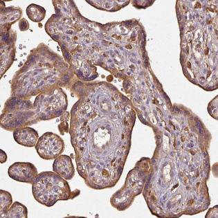 Immunohistochemistry (Formalin/PFA-fixed paraffin-embedded sections) - Anti-AP-Q antibody (AB185345)