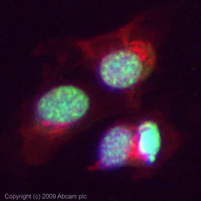 Immunocytochemistry/ Immunofluorescence - Anti-AP2 alpha + beta antibody [A6/2/2] (AB61)