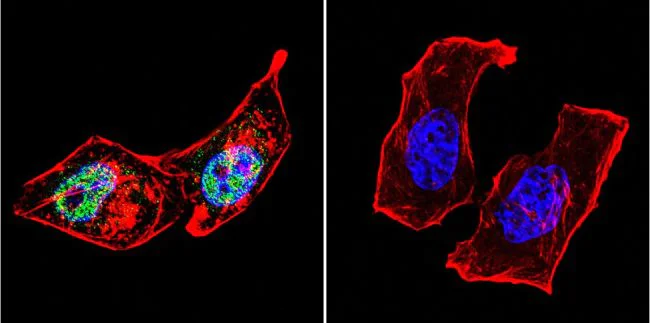 Immunocytochemistry/ Immunofluorescence - Anti-AP2 gamma/TFAP2C antibody [3B5] (AB110635)