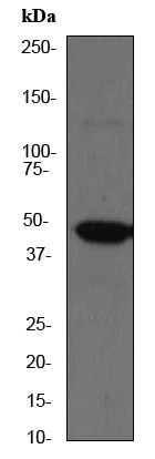 Western blot - Anti-AP2 gamma/TFAP2C antibody [EP2693Y] - BSA and Azide free (AB284730)