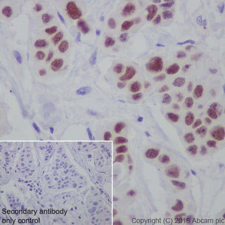 Anti-AP2 gamma/TFAP2C antibody [EPR20331] (ab218107) | Abcam