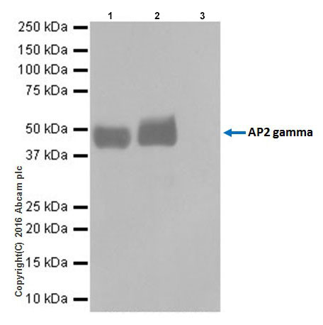 Anti-AP2 gamma/TFAP2C antibody [EPR20331] (ab218107) | Abcam