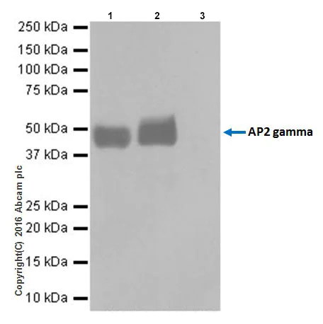 Immunoprecipitation - Anti-AP2 gamma/TFAP2C antibody [EPR20331] (AB218107)