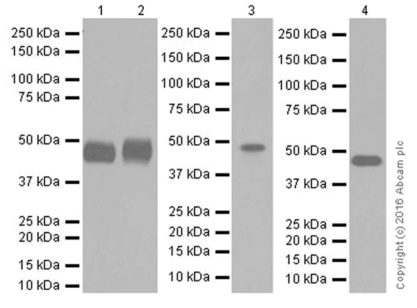 Western blot - Anti-AP2 gamma/TFAP2C antibody [EPR20331] (AB218107)