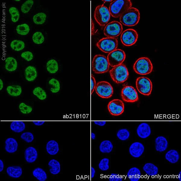 Immunocytochemistry/ Immunofluorescence - Anti-AP2 gamma/TFAP2C antibody [EPR20331] - BSA and Azide free (AB251558)