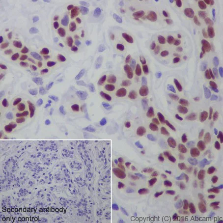 Immunohistochemistry (Formalin/PFA-fixed paraffin-embedded sections) - Anti-AP2 gamma/TFAP2C antibody [EPR20331] - BSA and Azide free (AB251558)