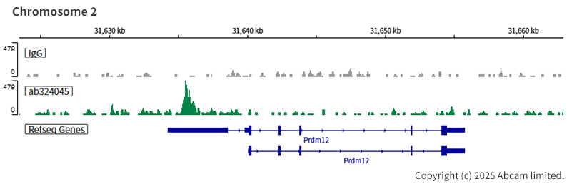 ChIC/CUT&RUN sequencing - Anti-AP2 gamma/TFAP2C antibody [EPR29851-13] (ab324045), expandable thumbnail