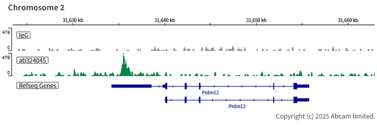 ChIC/CUT&RUN sequencing - Anti-AP2 gamma/TFAP2C antibody [EPR29851-13] (AB324045)